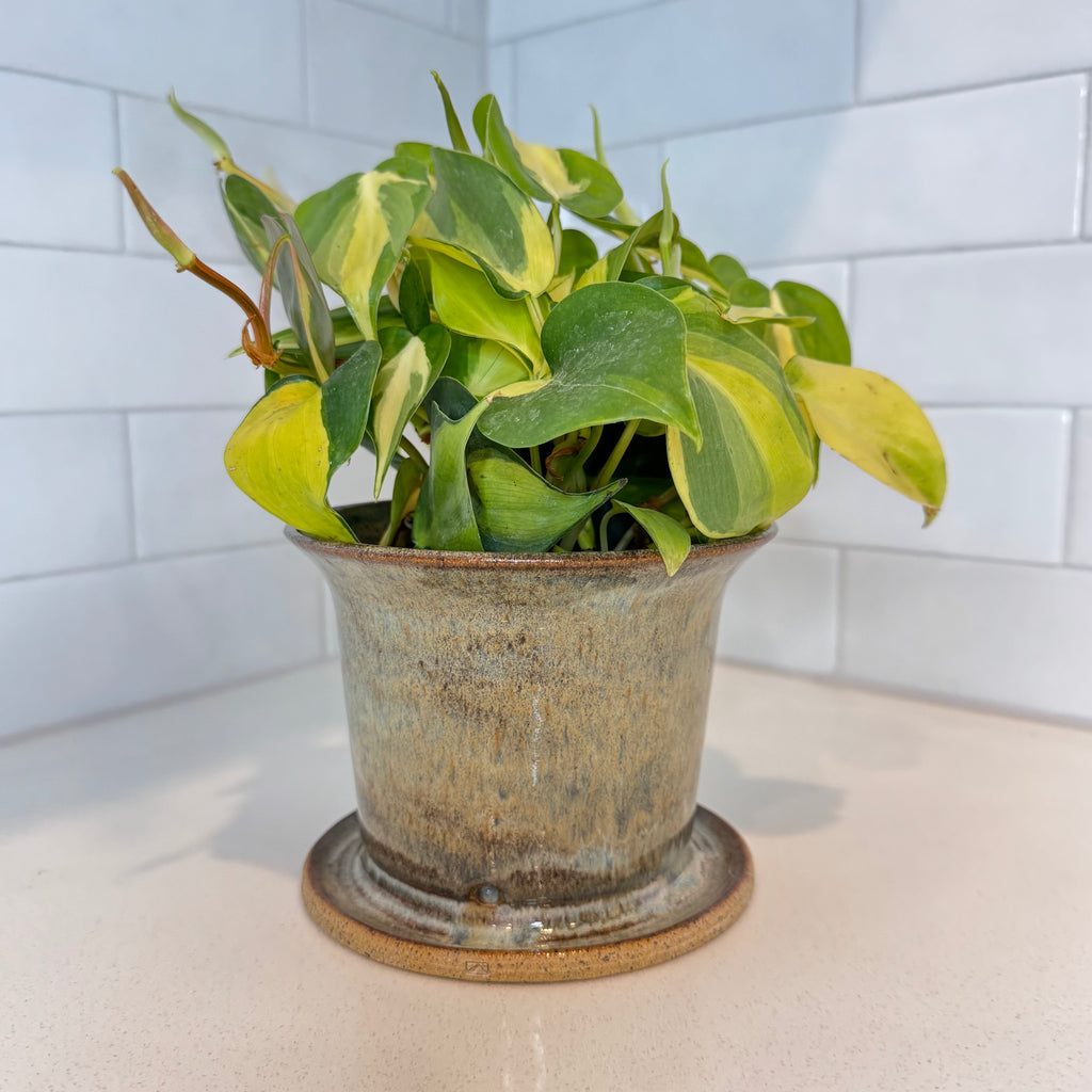 Planter pot 6 in